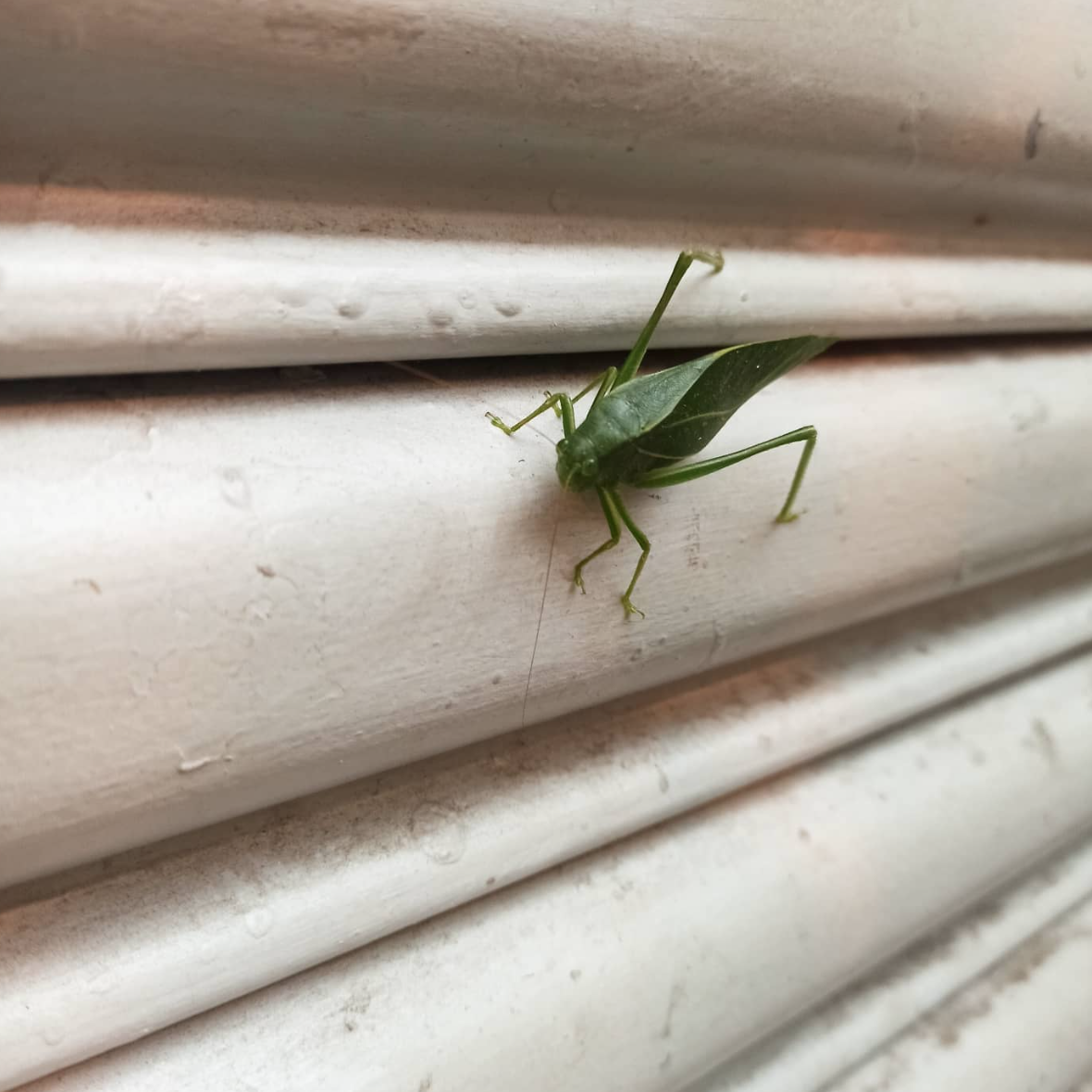 Esperança numa porta de ferro (setembro/2021)